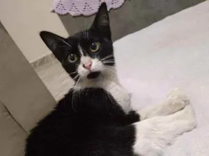 Gato raça Srd idade 7 a 11 meses nome Lis