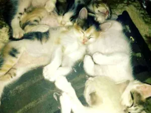Gato raça Sem raça determinadas  idade Abaixo de 2 meses nome Sem nome