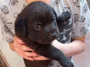 Cachorro raça SRD idade 2 a 6 meses nome Tico