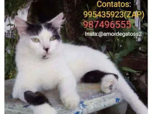 Gato raça Felino idade 7 a 11 meses nome Óscar