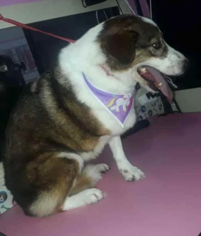 Cachorro ra a Vira Lata idade 5 anos nome Nina