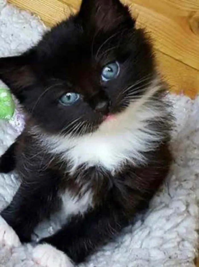 Gato ra a SRD idade 2 a 6 meses nome Bolinha 