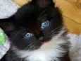 Bolinha 