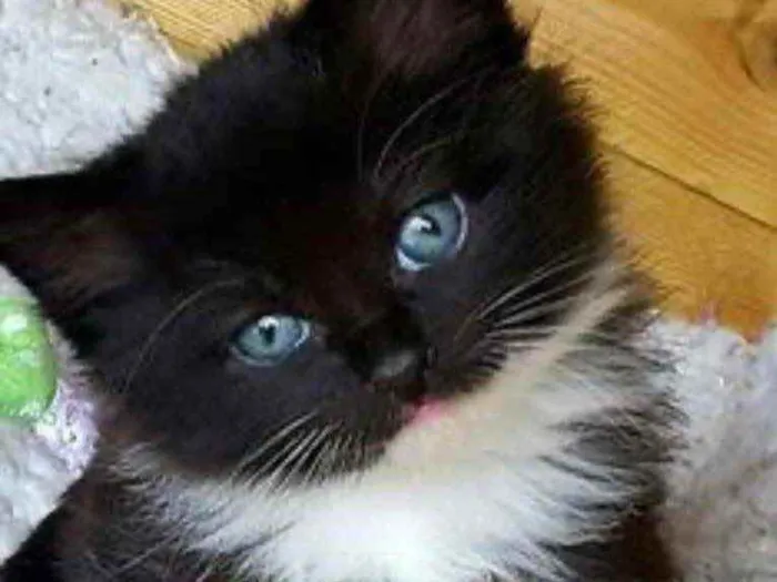 Gato ra a SRD idade 2 a 6 meses nome Bolinha 