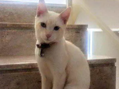 Gato raça Srd  idade 3 anos nome Fluffy 