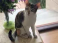 Mia