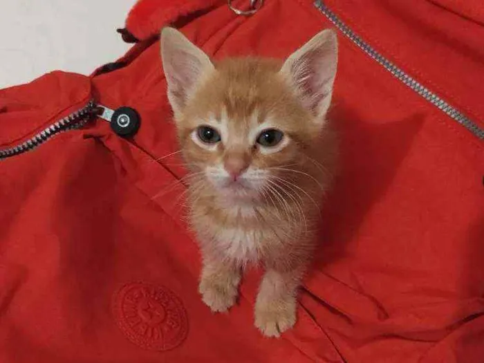 Gato ra a  idade Abaixo de 2 meses nome ?