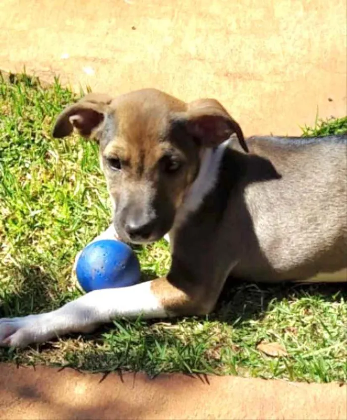 Cachorro ra a SRD idade 2 a 6 meses nome Savana 