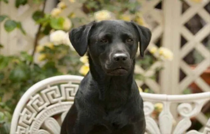 Cachorro ra a SRD idade 2 a 6 meses nome Zeus 