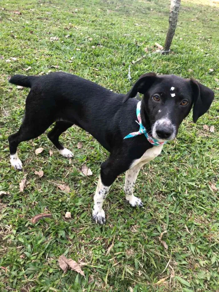 Cachorro ra a SRD idade 7 a 11 meses nome Maya