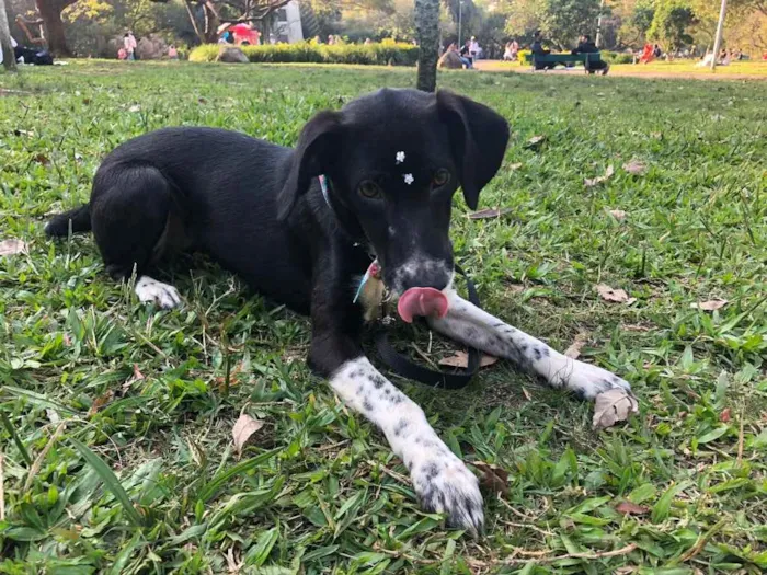 Cachorro ra a SRD idade 7 a 11 meses nome Maya