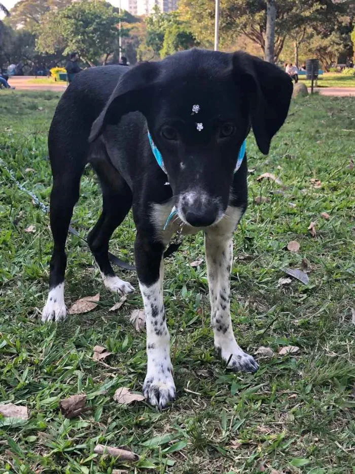 Cachorro ra a SRD idade 7 a 11 meses nome Maya