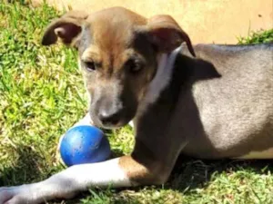 Cachorro raça SRD idade 2 a 6 meses nome Savana 