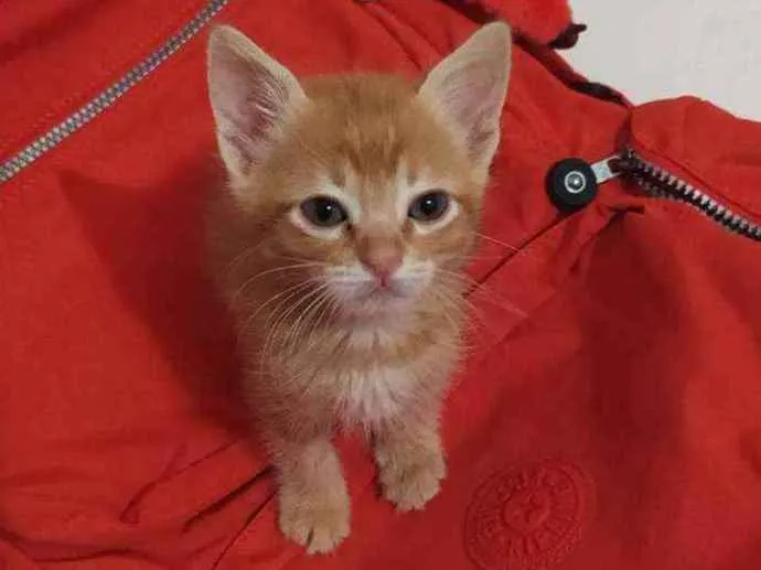 Gato ra a  idade Abaixo de 2 meses nome ?