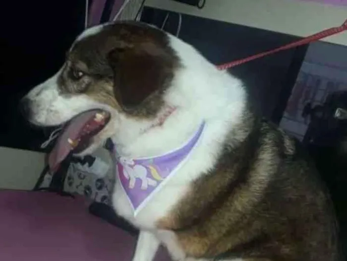 Cachorro ra a Vira Lata idade 5 anos nome Nina