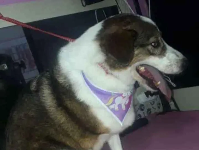 Cachorro ra a Vira Lata idade 5 anos nome Nina