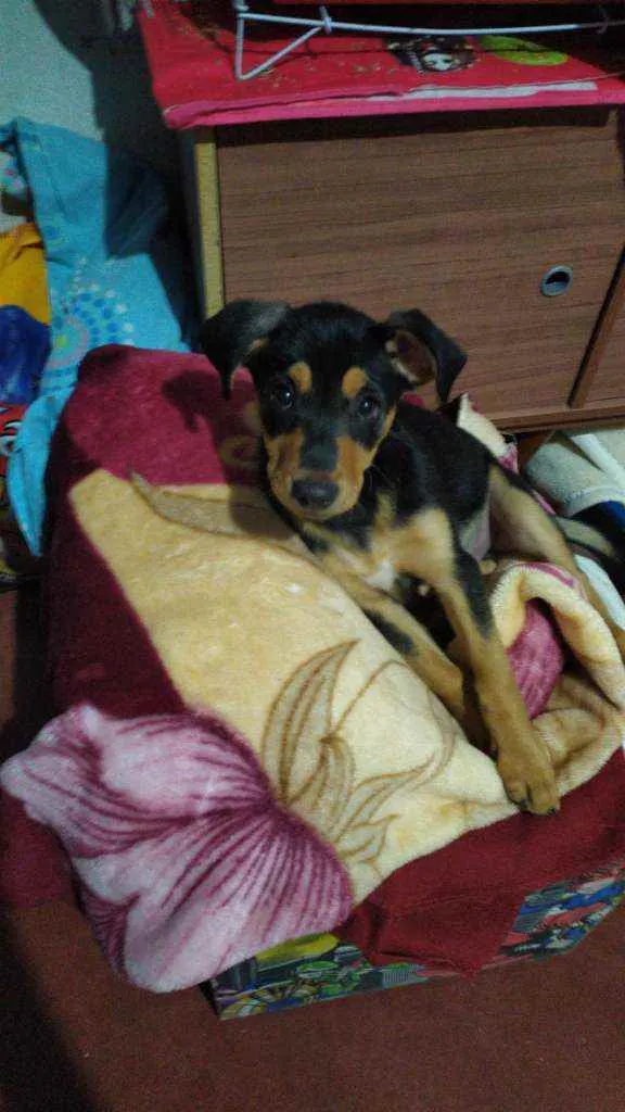 Cachorro raça Srd idade 2 a 6 meses nome Jorge