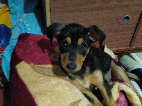 Cachorro raça Srd idade 2 a 6 meses nome Jorge