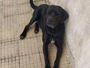 Cachorro raça Desconhecida idade 1 ano nome Thor