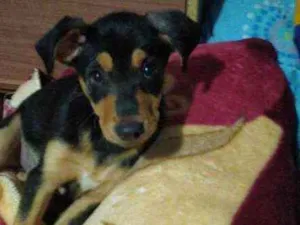 Cachorro raça Srd idade 2 a 6 meses nome Jorge