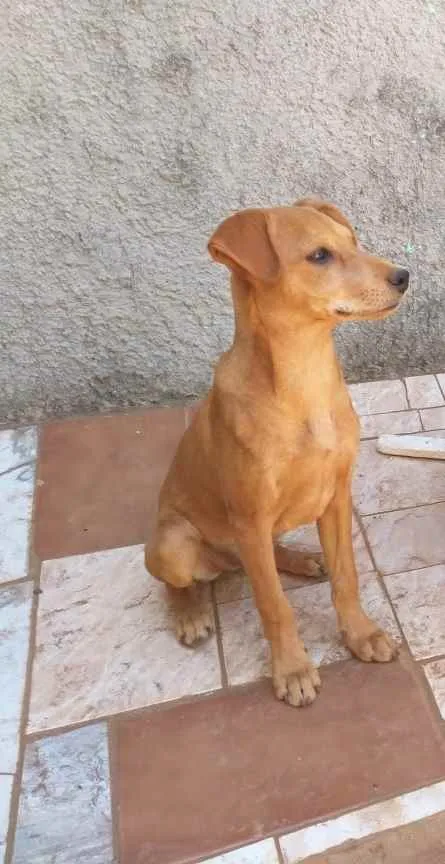 Cachorro ra a Vira lata idade 7 a 11 meses nome Ticki