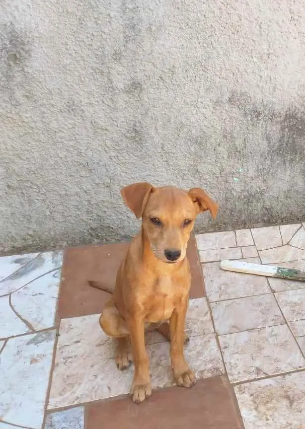 Cachorro ra a Vira lata idade 7 a 11 meses nome Ticki