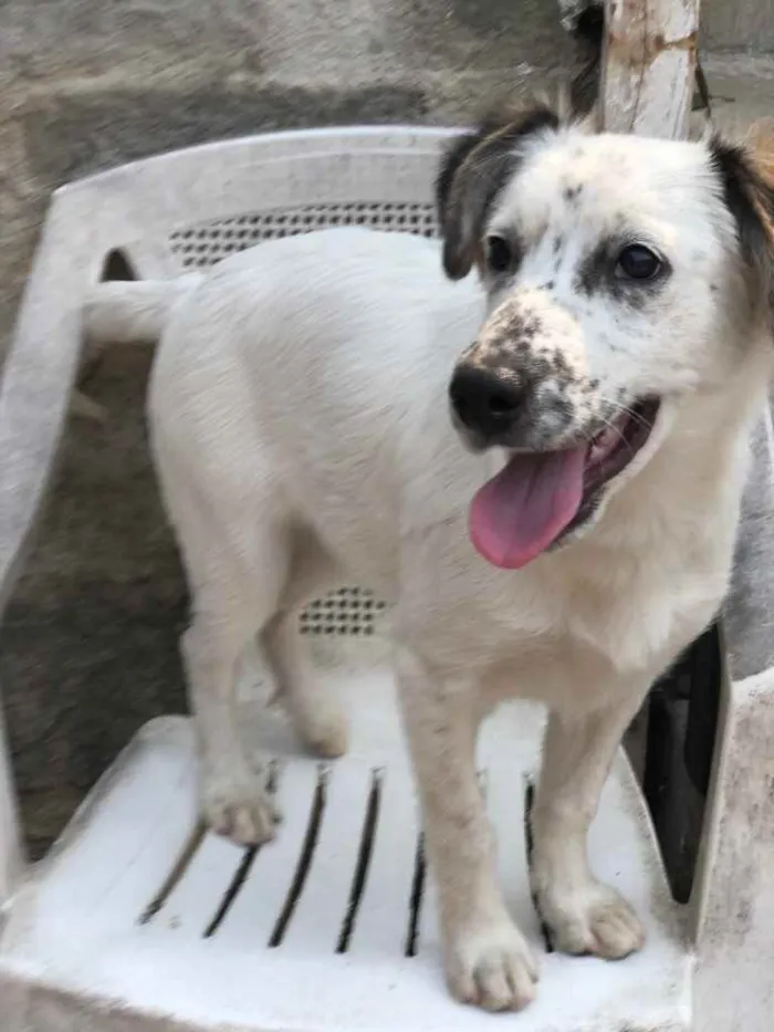 Cachorro ra a SRD idade 2 a 6 meses nome Milk
