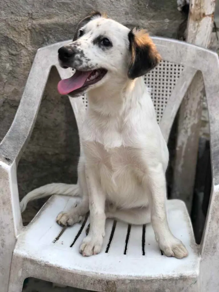 Cachorro ra a SRD idade 2 a 6 meses nome Milk