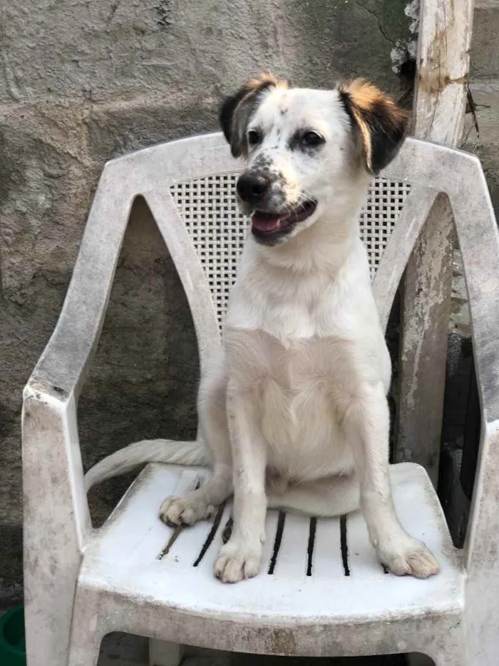 Cachorro ra a SRD idade 2 a 6 meses nome Milk