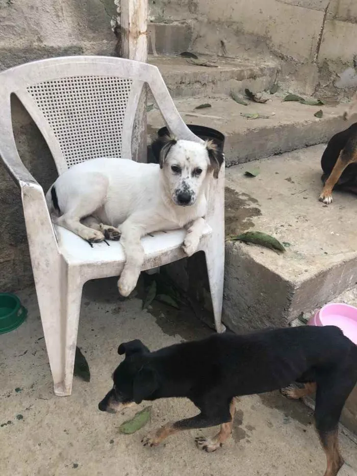 Cachorro ra a SRD idade 2 a 6 meses nome Milk