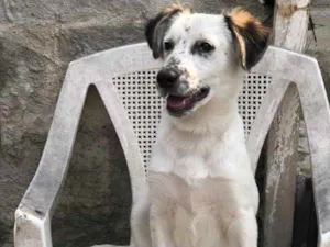 Cachorro raça SRD idade 2 a 6 meses nome Milk