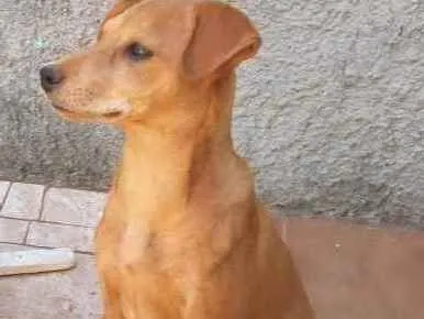 Cachorro ra a Vira lata idade 7 a 11 meses nome Ticki