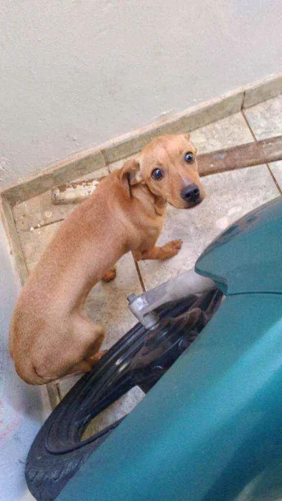 Cachorro ra a Vira lata idade 2 a 6 meses nome Mel