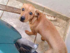 Cachorro raça Vira lata idade 2 a 6 meses nome Mel