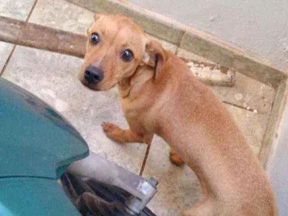 Cachorro ra a Vira lata idade 2 a 6 meses nome Mel