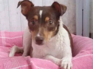 Cachorro raça Mestiça  idade 2 a 6 meses nome Cléo 