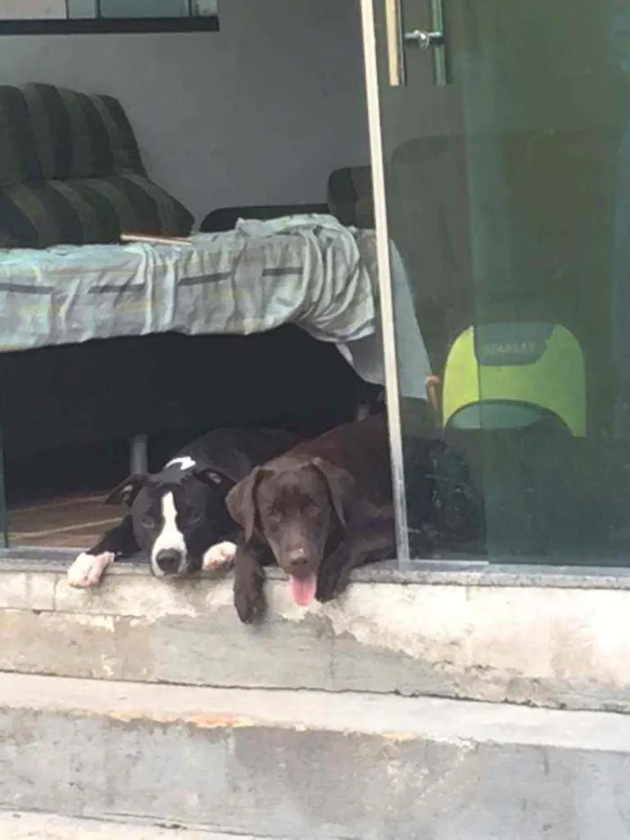 Cachorro ra a Labrador idade 1 ano nome Cassandra