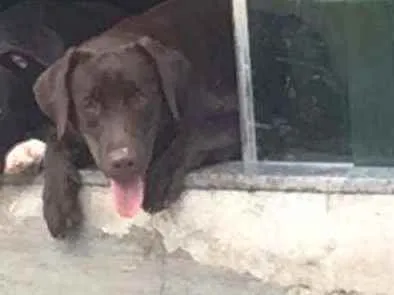 Cachorro ra a Labrador idade 1 ano nome Cassandra