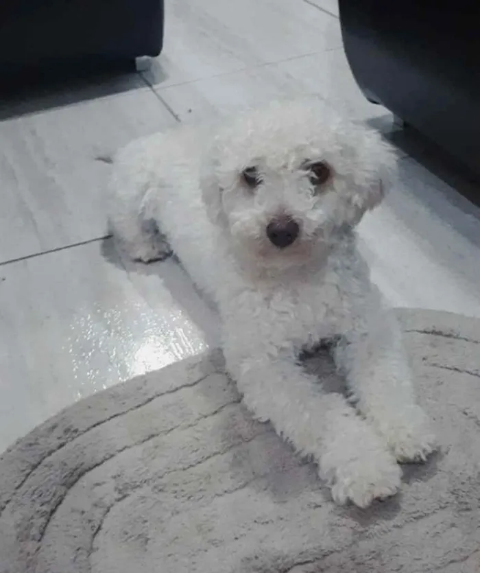 Cachorro ra a Mestiço  idade 7 a 11 meses nome Lippy 