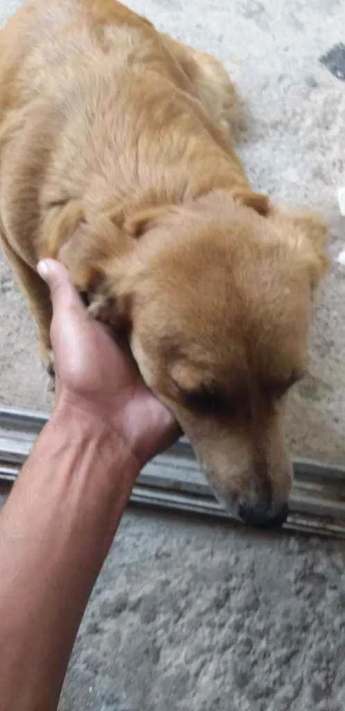 Cachorro ra a Vira lata idade 1 ano nome Neguinha 