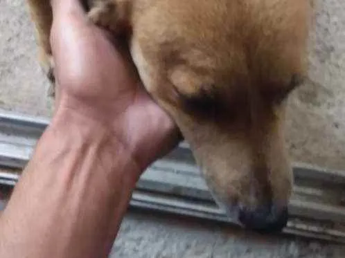 Cachorro ra a Vira lata idade 1 ano nome Neguinha 