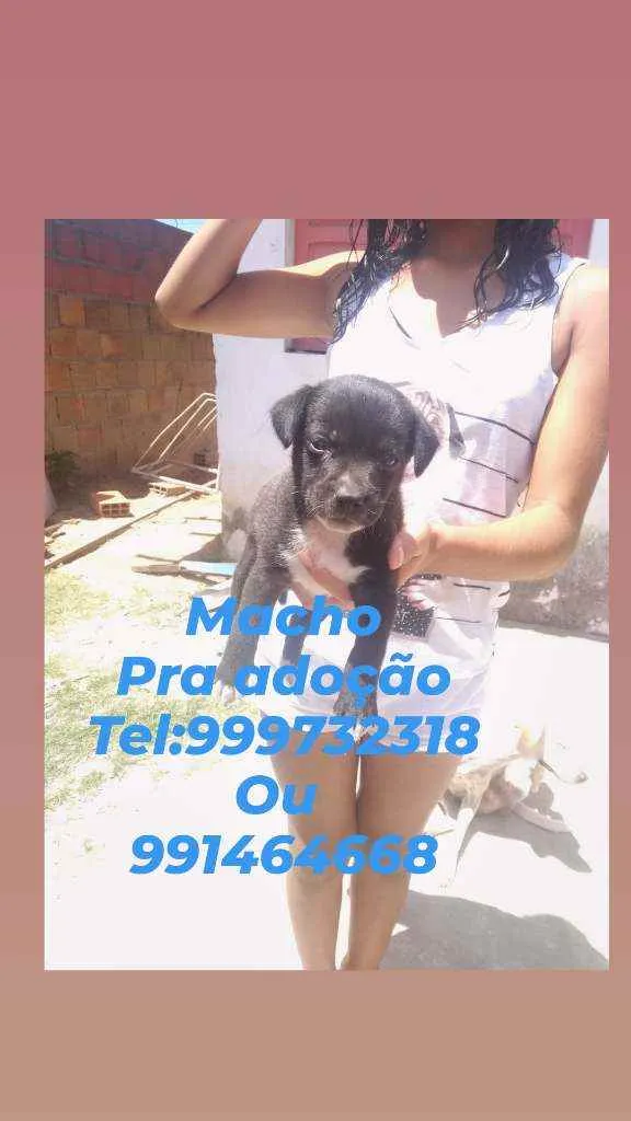 Cachorro raça Srd idade Abaixo de 2 meses nome Filhote