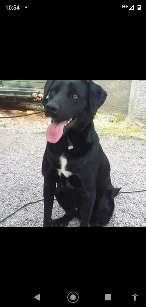 Cachorro ra a Srd idade 3 anos nome Sansão