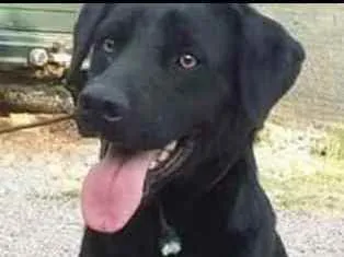 Cachorro ra a Srd idade 3 anos nome Sansão