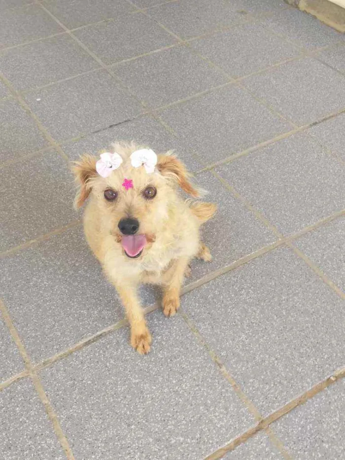 Cachorro ra a Srd idade  nome Belinha