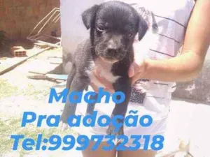 Cachorro raça Srd idade Abaixo de 2 meses nome Filhote
