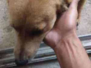 Cachorro raça Vira lata idade 1 ano nome Neguinha 