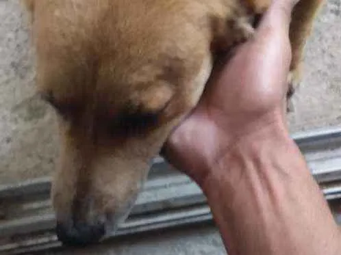 Cachorro ra a Vira lata idade 1 ano nome Neguinha 