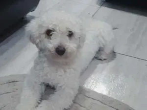 Cachorro raça Mestiço  idade 7 a 11 meses nome Lippy 
