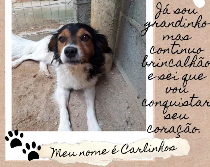 Cachorro ra a  idade 4 anos nome Carlinhos 